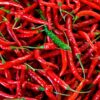 Hot Pepper